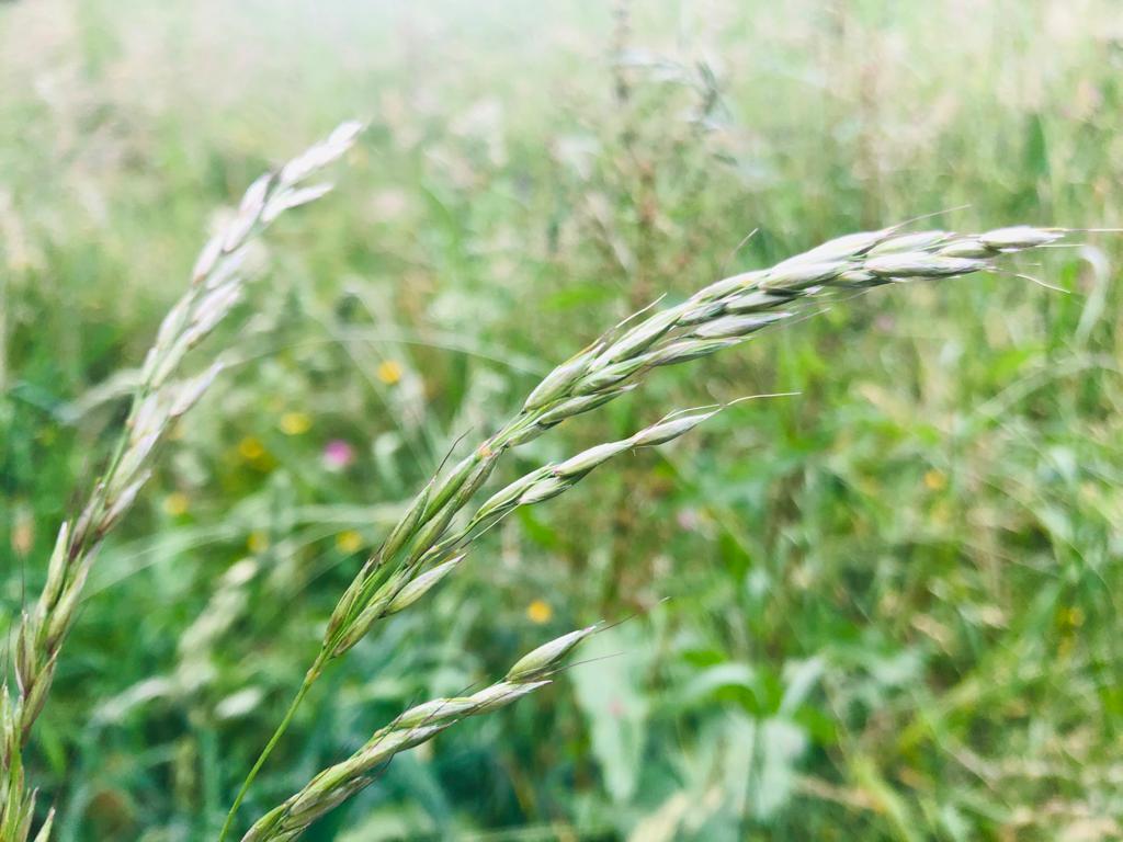 Ray-grass anglais