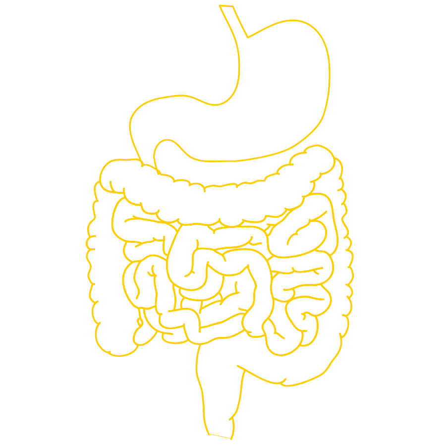 Lactobacillus reuteri DSM 17938 di origine umana