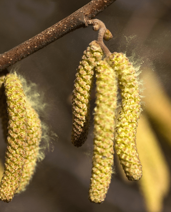 Pollen